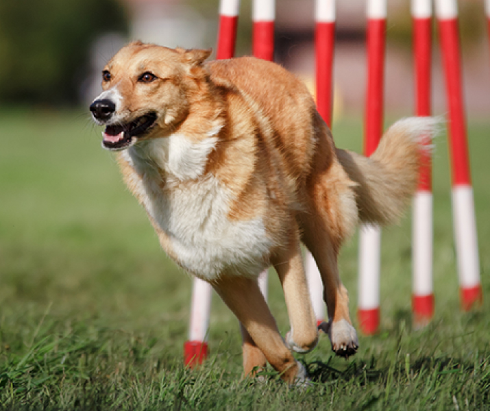 Crema de maní como premio en el entrenamiento de tu ringo